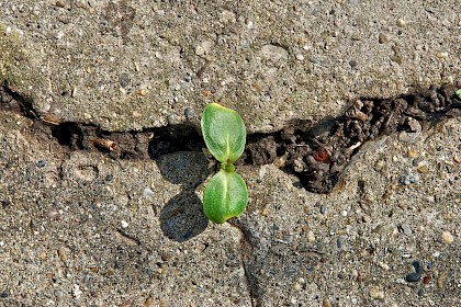 Word of the Week: Transition (noun)